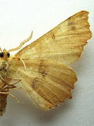 Attēlu rezultāti vaicājumam “Ennomos autumnaria male”