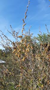Attēlu rezultāti vaicājumam “Betula humilis”