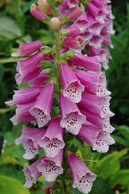 Image result for Digitalis purpurea