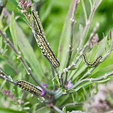 Attēlu rezultāti vaicājumam “Calophasia lunula”