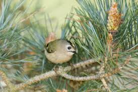 Attēlu rezultāti vaicājumam “Regulus regulus adult”