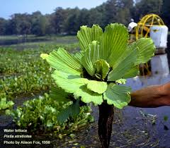 Attēlu rezultāti vaicājumam “Pistia stratiotes”