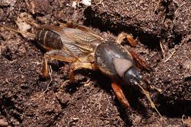 Attēlu rezultāti vaicājumam “Gryllotalpa gryllotalpa”