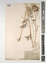 Attēlu rezultāti vaicājumam “Cnidium dubium”