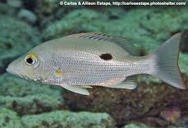 Image result for Lutjanus mahogoni