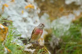 Attēlu rezultāti vaicājumam “Carduelis cannabina male”