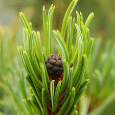 Attēlu rezultāti vaicājumam “Pinus pumila male flower”