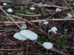 Attēlu rezultāti vaicājumam “Collybia cirrhata”