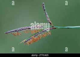 Attēlu rezultāti vaicājumam “Carex panicea flower”