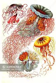 Attēlu rezultāti vaicājumam “Scyphozoa”