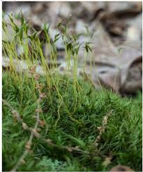Attēlu rezultāti vaicājumam “Nowellia curvifolia sporophyte”