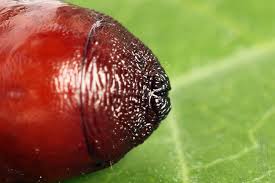 Attēlu rezultāti vaicājumam “Gortyna flavago”