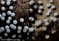 Attēlu rezultāti vaicājumam “Didymium tussilaginis spores”