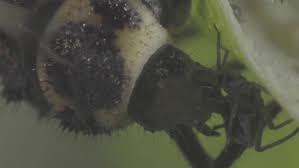 Attēlu rezultāti vaicājumam “Adalia bipunctata larva”