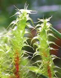 Attēlu rezultāti vaicājumam “Rhytidiadelphus subpinnatus”