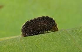 Attēlu rezultāti vaicājumam “Lycaena dispar”