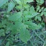 Attēlu rezultāti vaicājumam “Lycopersicon esculentum leaf”