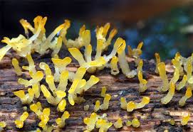 Attēlu rezultāti vaicājumam “Calocera glossoides”