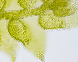 Attēlu rezultāti vaicājumam “Campyliadelphus elodes”