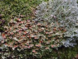 Attēlu rezultāti vaicājumam “Cladonia norvegica”