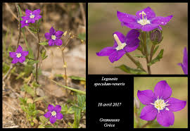 Image result for Legousia speculum-veneris