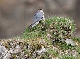 Image result for Falco columbarius