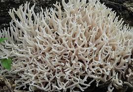 Attēlu rezultāti vaicājumam “Lentaria epichnoa”