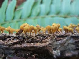 Attēlu rezultāti vaicājumam “Hemitrichia clavata macro”