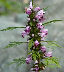 Attēlu rezultāti vaicājumam “Leonurus quinquelobatus flower”
