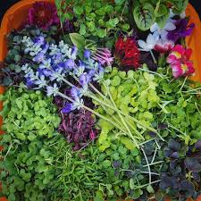 Afbeeldingsresultaat voor melanzana prosperosa eggplant