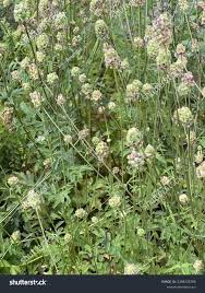 Attēlu rezultāti vaicājumam “Poterium sanguisorba flower”