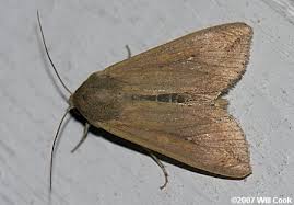 Attēlu rezultāti vaicājumam “Mythimna sp.”