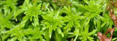 Attēlu rezultāti vaicājumam “Sphagnum girgensohnii”