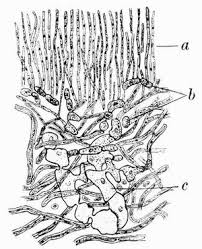 Attēlu rezultāti vaicājumam “Anaptychia ciliaris”