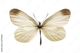 Attēlu rezultāti vaicājumam “Leptidea sinapis”