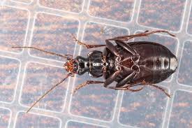 Attēlu rezultāti vaicājumam “Limodromus assimilis”