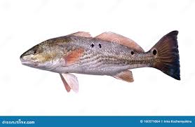 Image result for Sciaenops ocellatus