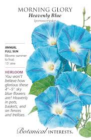 Image result for Ipomoea Heavenly Blue