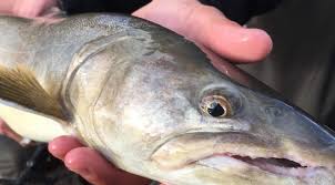 Image result for Salvelinus confluentus