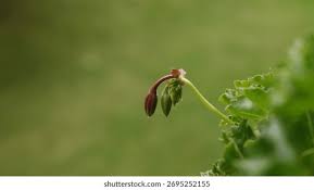 Attēlu rezultāti vaicājumam “Geranium pratense bud”