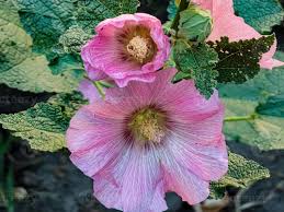Attēlu rezultāti vaicājumam “Alcea rosea leaf”