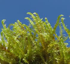 Attēlu rezultāti vaicājumam “Warnstorfia exannulata”