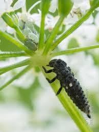 Attēlu rezultāti vaicājumam “Hippodamia notata”