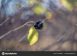 Attēlu rezultāti vaicājumam “Eleutherococcus sessiliflorus”