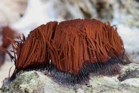 Attēlu rezultāti vaicājumam “Stemonitis splendens macro”