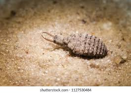 Attēlu rezultāti vaicājumam “Myrmeleontidae larva”