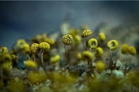 Attēlu rezultāti vaicājumam “Physarum, Nannengaella sp.”