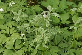 Attēlu rezultāti vaicājumam “Ochropsora ariae”