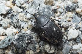 Attēlu rezultāti vaicājumam “Silpha sp.”