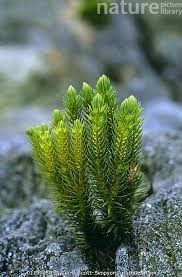 Attēlu rezultāti vaicājumam “Huperzia selago”